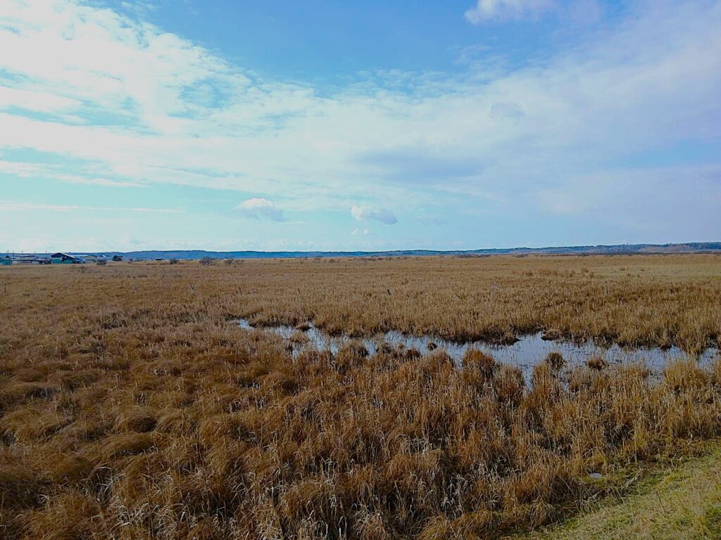 わかば補聴器センターの帯広 補聴器が釧路 道東訪問に出張し浜中 霧多布の霧多布湿原に来ている画像。訪問出張も可能で。函館補聴器でも出張可能です。
