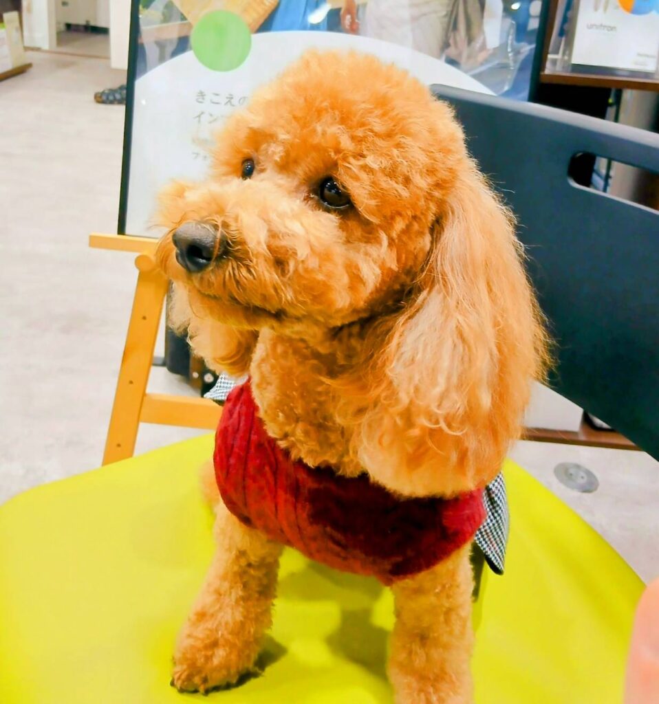 わかば補聴器センター帯広店の犬の写真。帯広　補聴器の店内画像。丁寧な接客に親切な対応を心がけます。補聴器 帯広の当店。函館 補聴器もよろしくお願いします。福祉 補助金